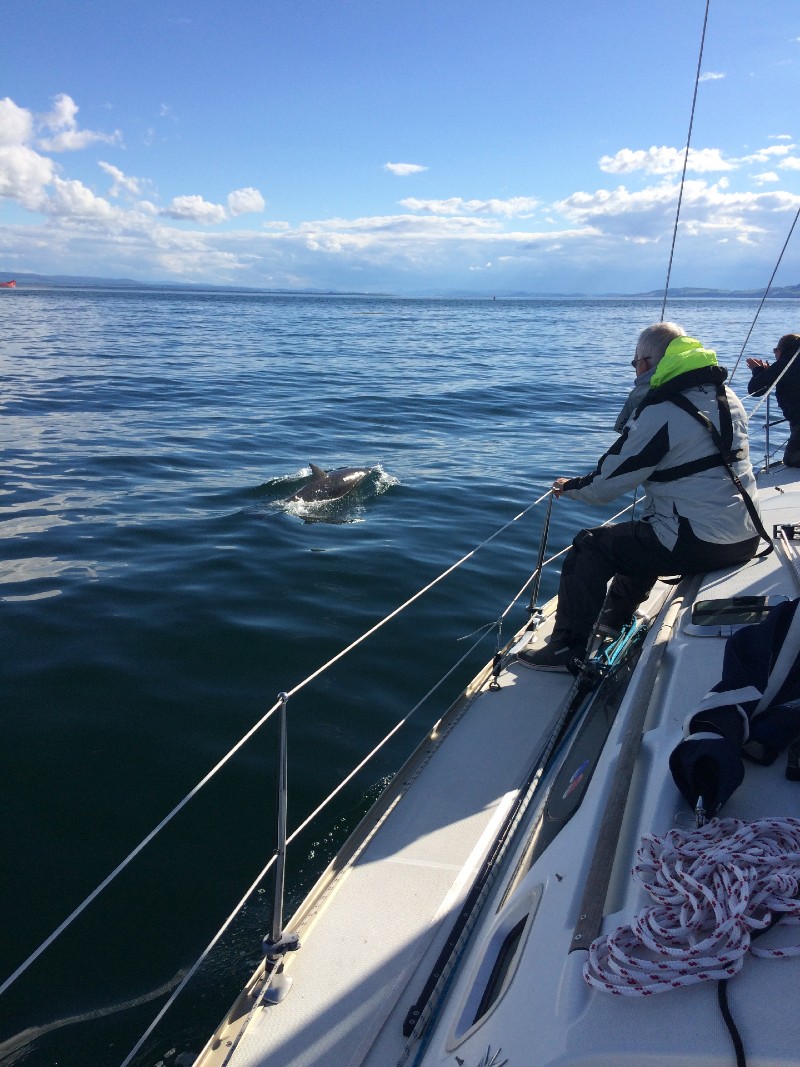 photo of watching dolphins from the boat